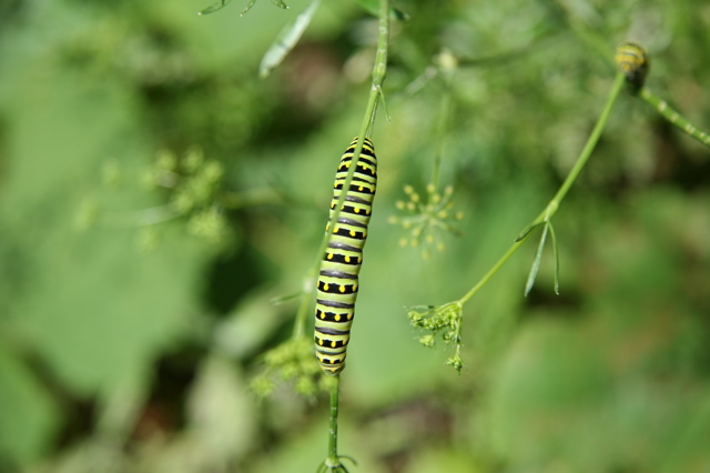 download green horned tomato worm