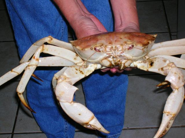 Florida Golden Crab - Florida: Cooking & Baking - eGullet Forums