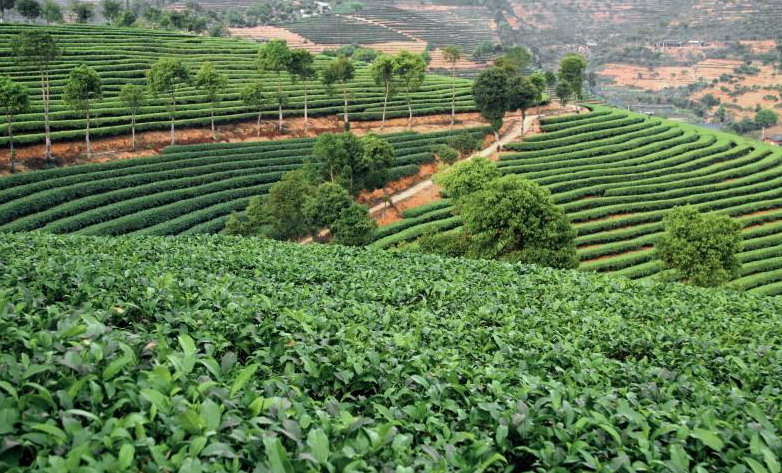 tea bush plant