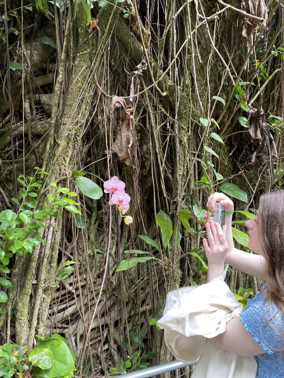 Hawaii tropical botanical garden