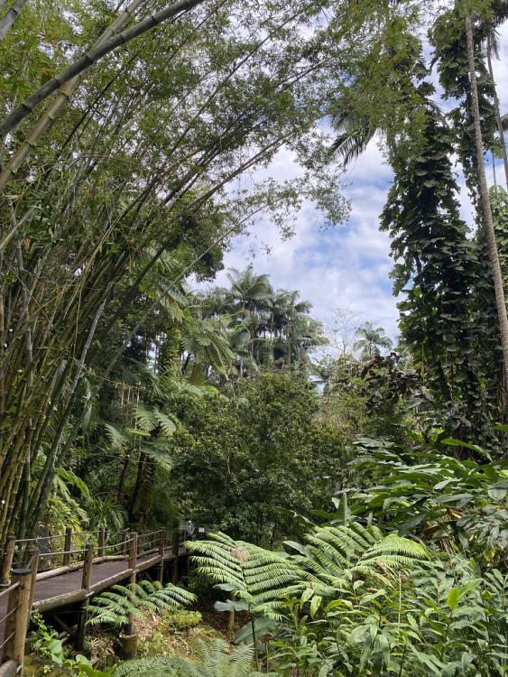 Hawaii tropical botanical garden