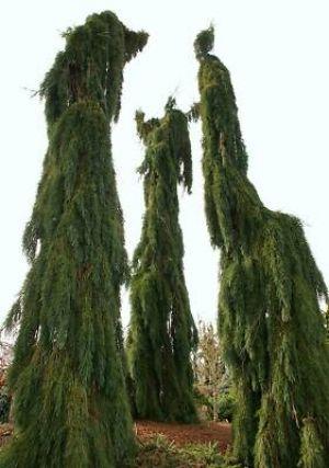 Sequoiadendron gigantea Pendula 4 - Year Graft | Lawn and garden, Trees to  plant, Sequoiadendron giganteum