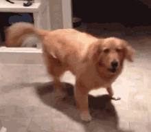 excited-dog.gif