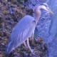 Blue Heron