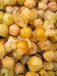 Uprising Organic Seeds Ground Cherry 'Aunt Molly's' - Tomatillos ...