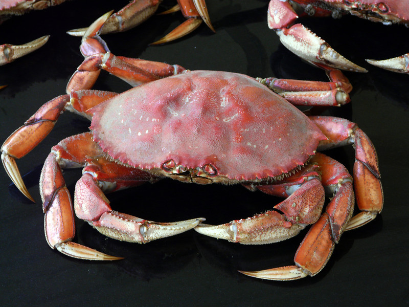 Dungeness%20Crab%20July%204th%2C%202013-