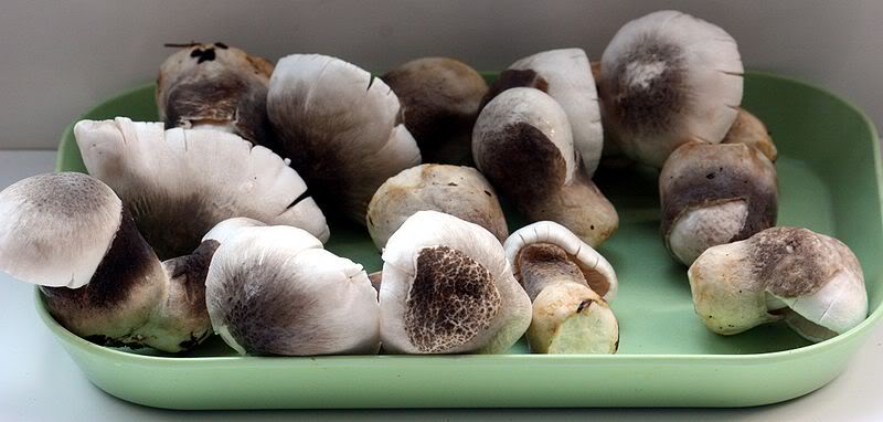 800px-Straw_mushrooms.jpg