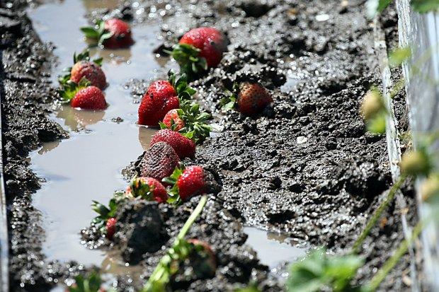 California strawberry growers lose millions of berries to recent ...