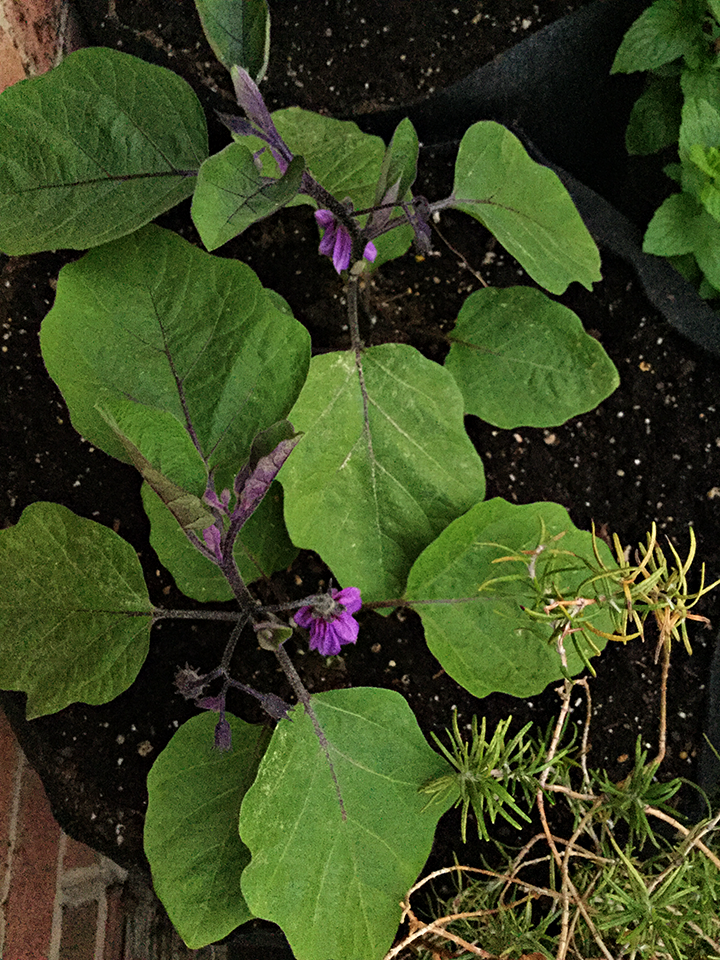 Eggplants06082017.png