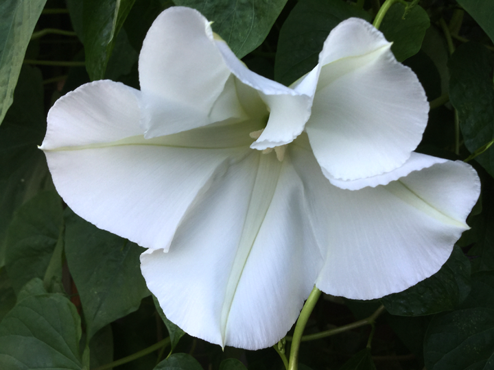 FirstMoonFlower08012015.png