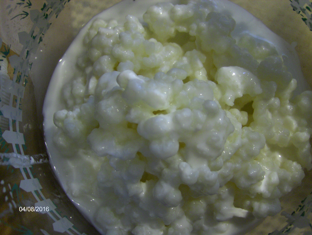 Kefir grains, drained and rinsed after 6 weeks
