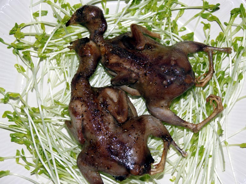 Quail4.jpg