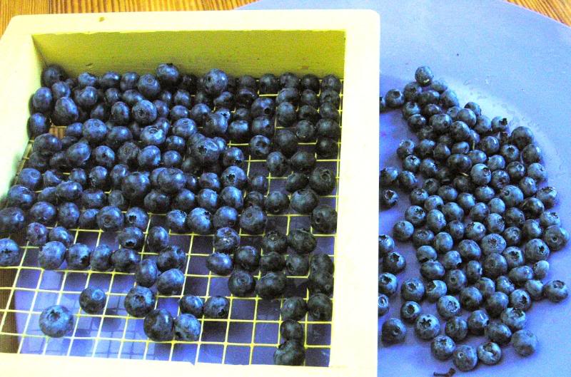 blueberry3.jpg