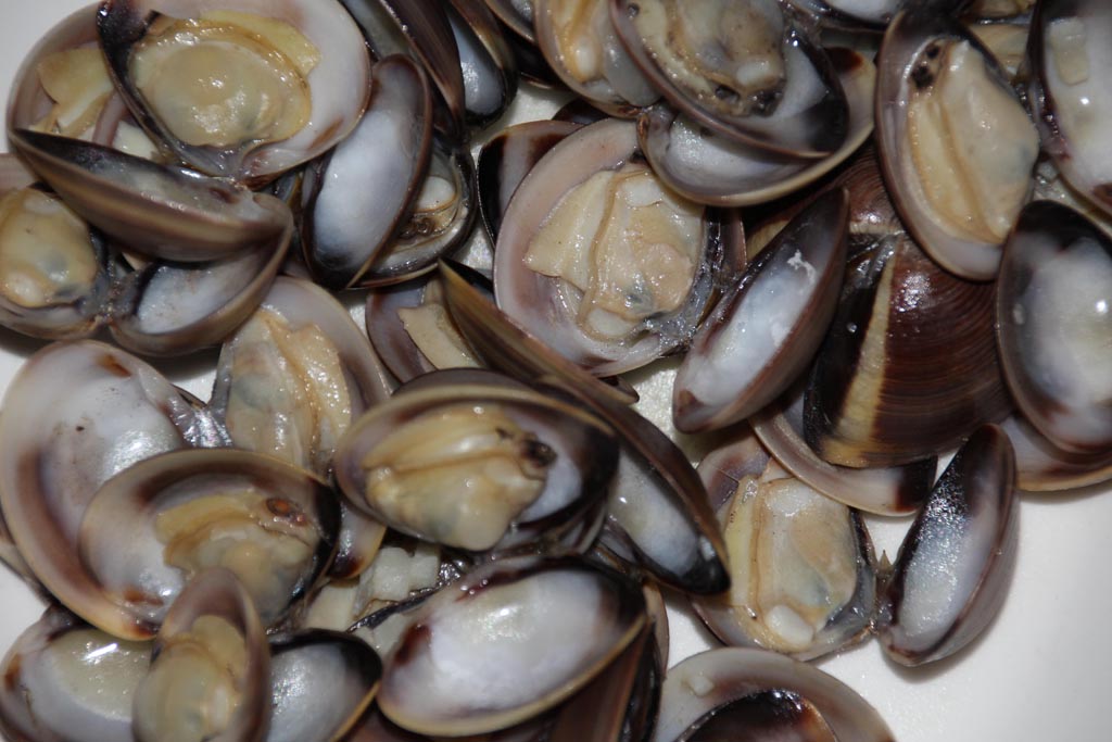 clams5.jpg