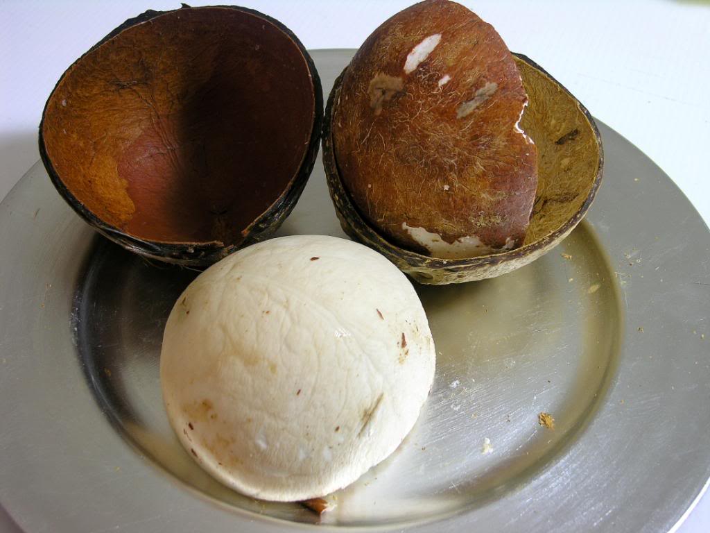 coconutopening3.jpg