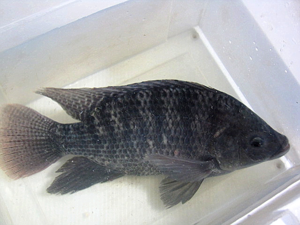 livetilapia_zpse5c594d8.jpg