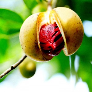 nutmeg shown on tree in fruit, wrapped in red mace