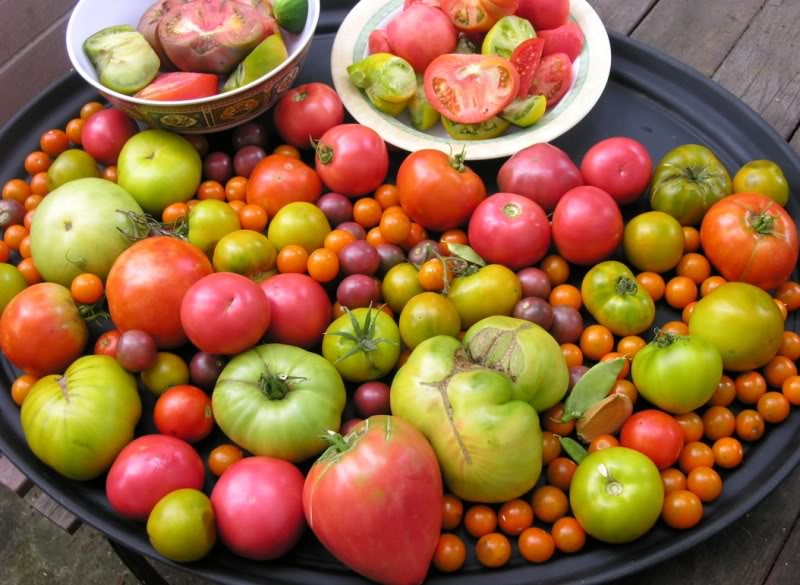 tomatolots.jpg