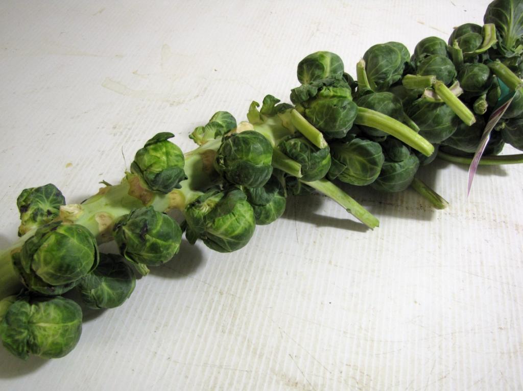 yuzuchickenricenoodlesbrusselsprouts_zps