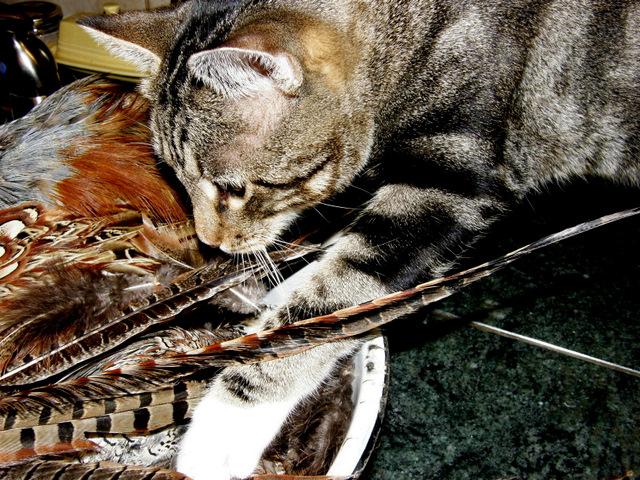 Cats and dogs with quail and pheasant 013.jpg