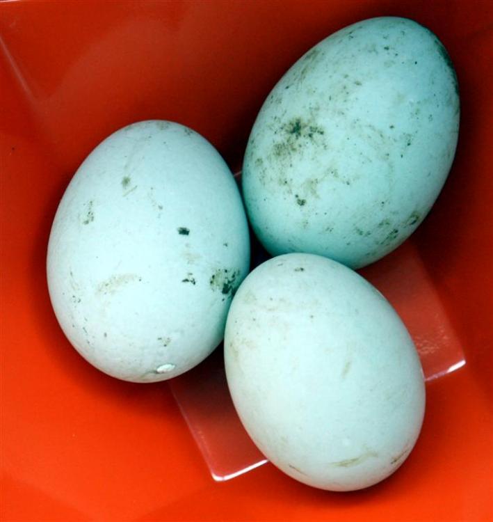 duck eggs (Large).jpg
