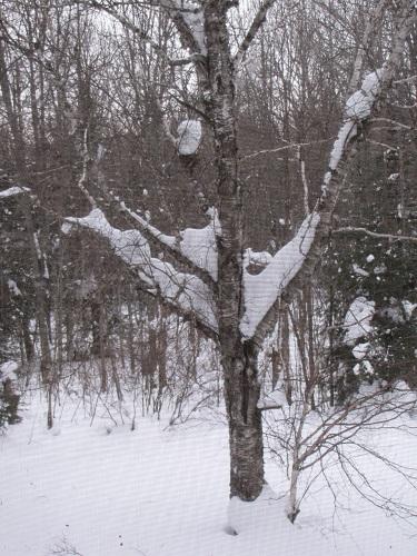 snow tree.jpg