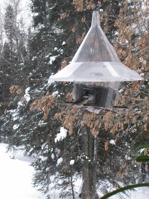 bird feeder.jpg