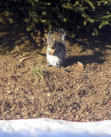 squirrel eating gluten free coffee cake (small).jpg