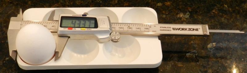 Measuring egg diameter with calipers.jpg