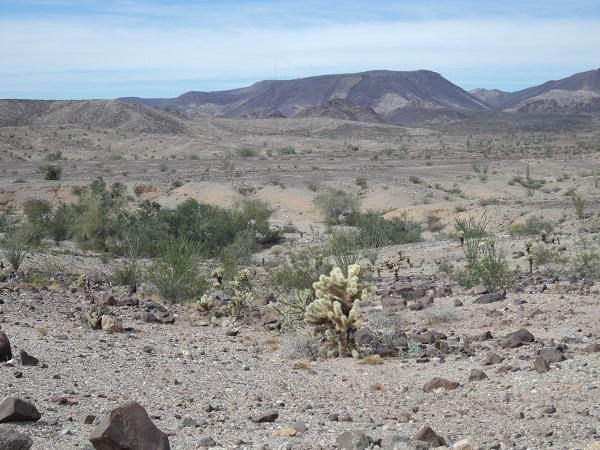 Teddy bear cholla.jpg