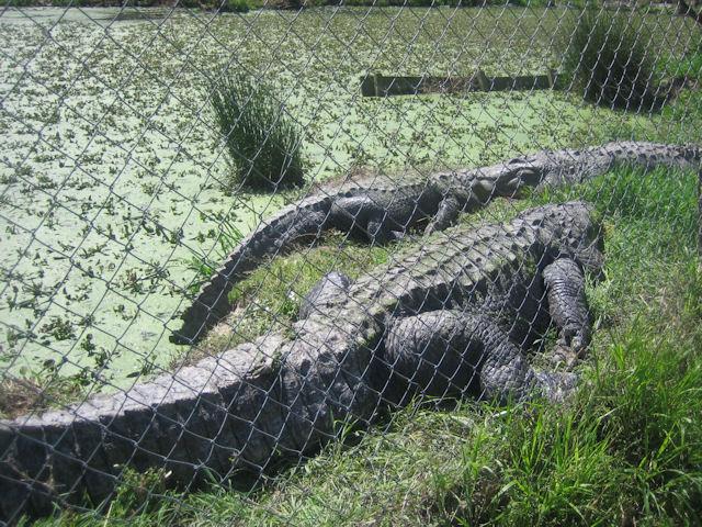 big alligators.JPG