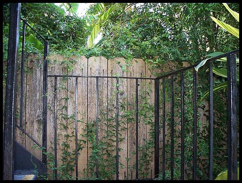 smilax on fence.jpg