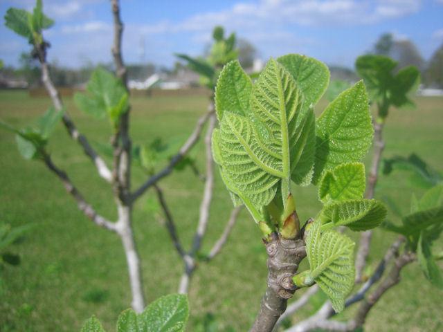 fig tree.jpg