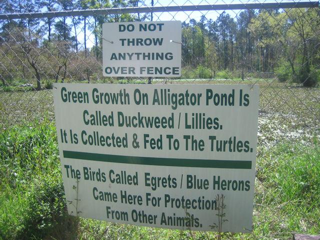 green growth on alligator pond.JPG