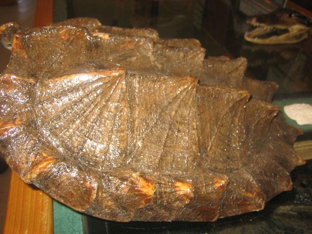 alligator turtle shell.JPG