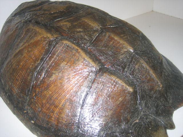 common turtle shell.JPG