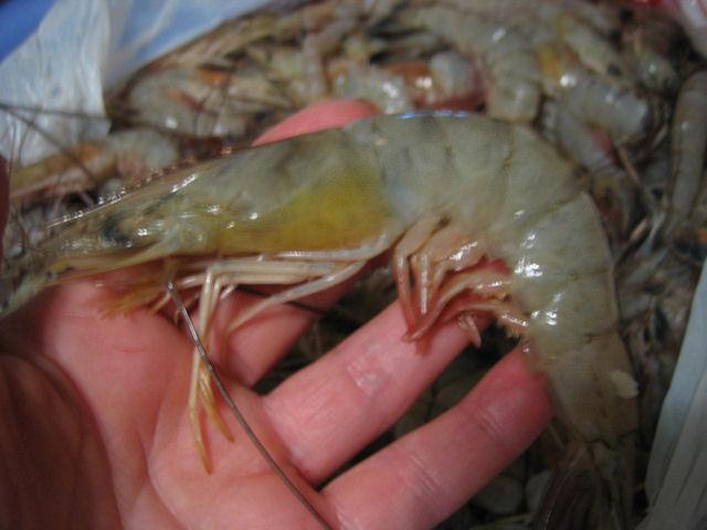 shrimp from shrimp lot.jpg