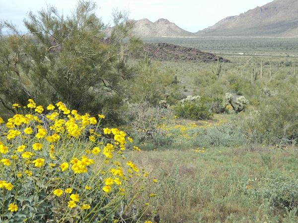 Picacho marigold and hillside view.jpg