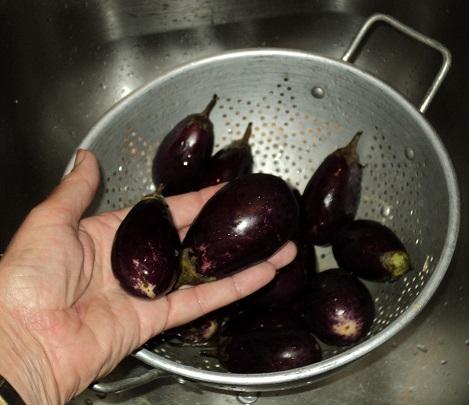 Baby eggplants.jpg