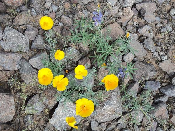 Picacho poppies and lupines.jpg