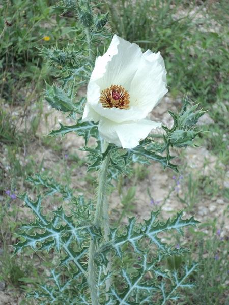 Prickly poppy portrait.jpg