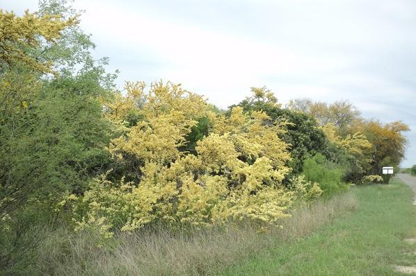 Roadside glory blackbrush huisache mountain laurel.jpg