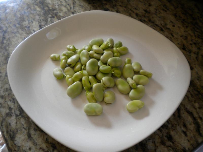 favas.JPG