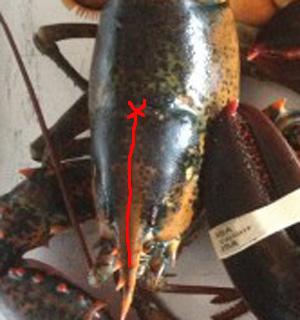 lobster-marked.jpg