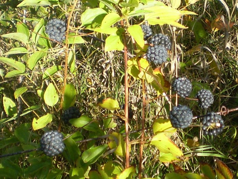 Smilax, McAuley sept 13.JPG