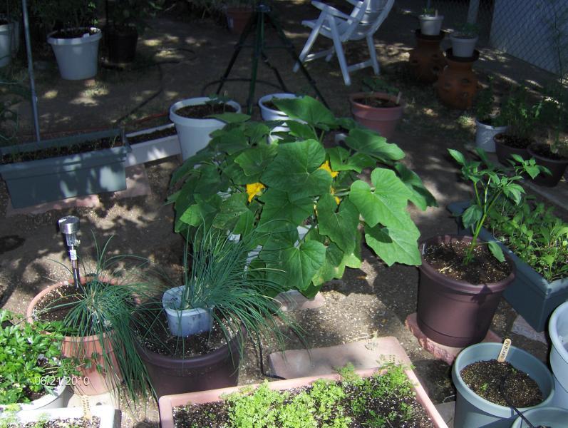 Crookneck squash & chives.jpg