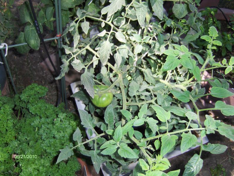 Bush tomato Patio \"Best\".jpg