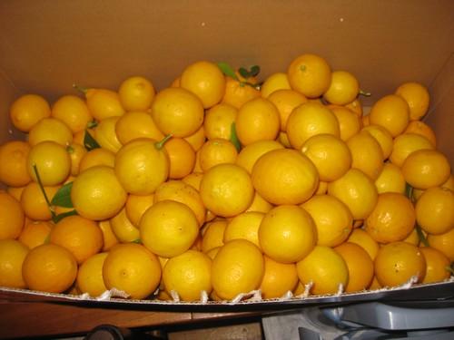 BoxOfLemons.jpg