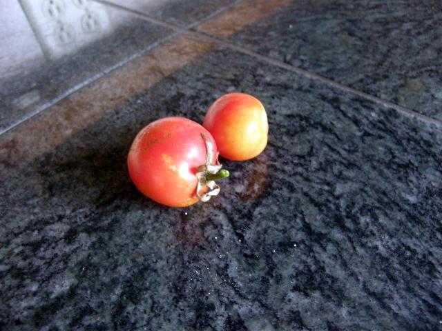 First tomatoes of the season.jpg