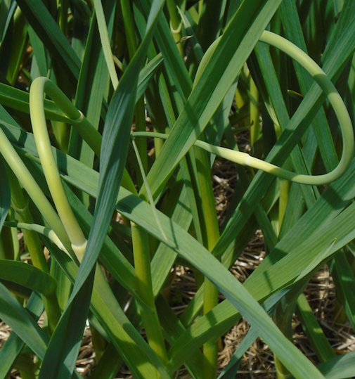 Garlic scapes.png